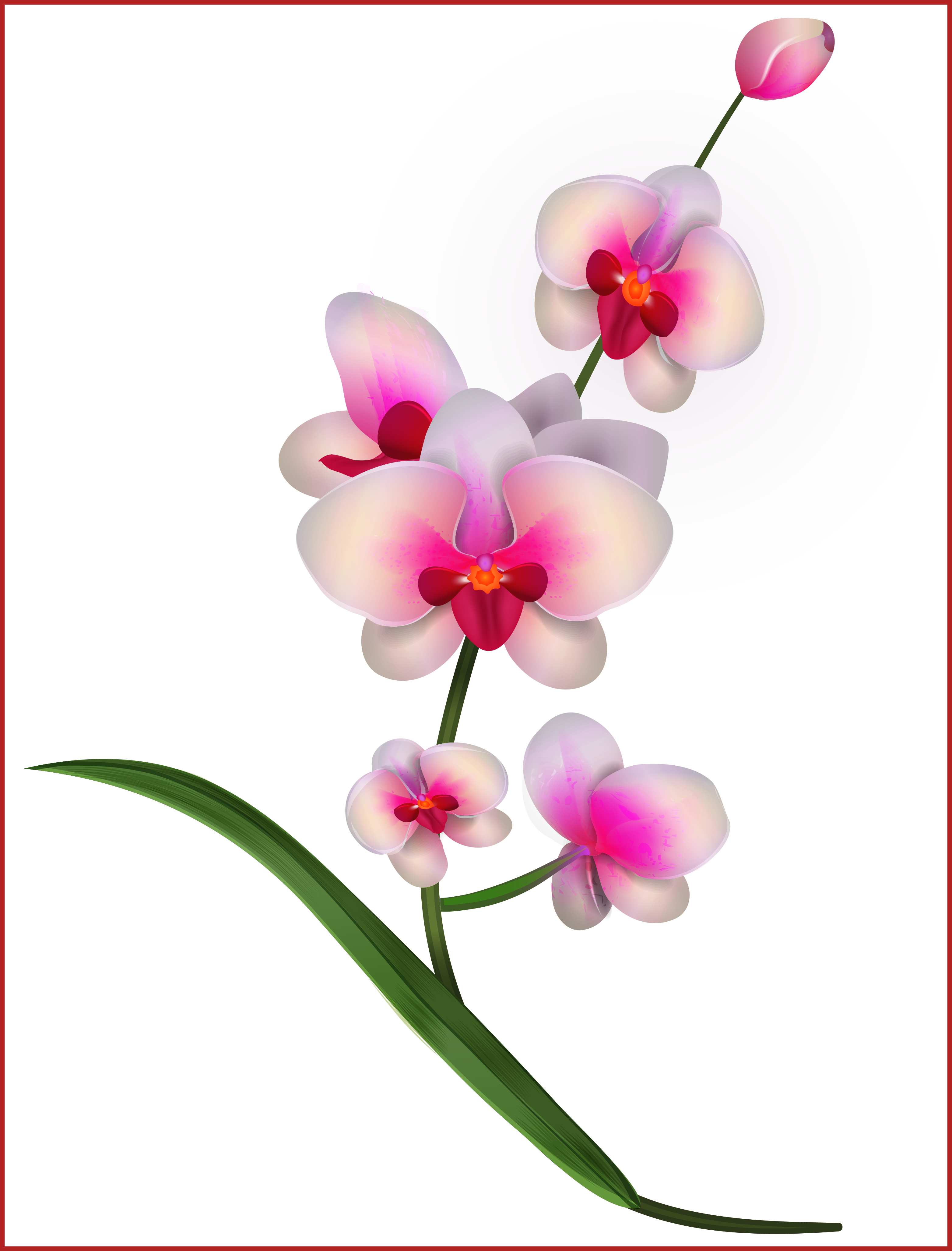 Stunning Orchid Clipart Png Image Flowers And For Concept - Orhid Flowers Cliparts (3127x4106)
