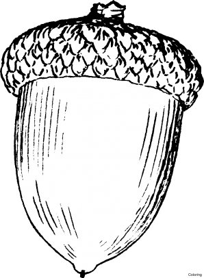 Coloring Pages Beautiful Acorn Jacb Me Adorable Color - Acorn Drawing (298x406)
