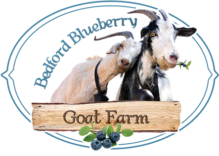 Blueberry Goat (459x330)