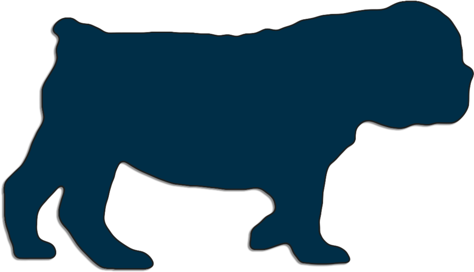 English Bulldog Puppy Walking 2 Months Old - Bulldog (1000x569)