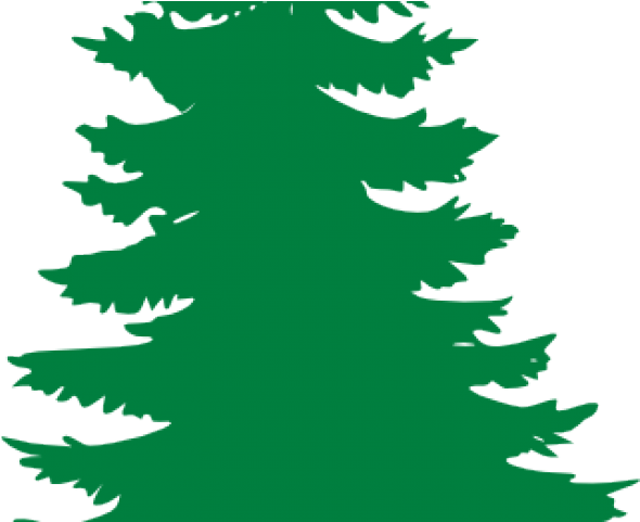Pine Tree Clipart Oregon Tree - Evergreen Tree Clipart (640x480)