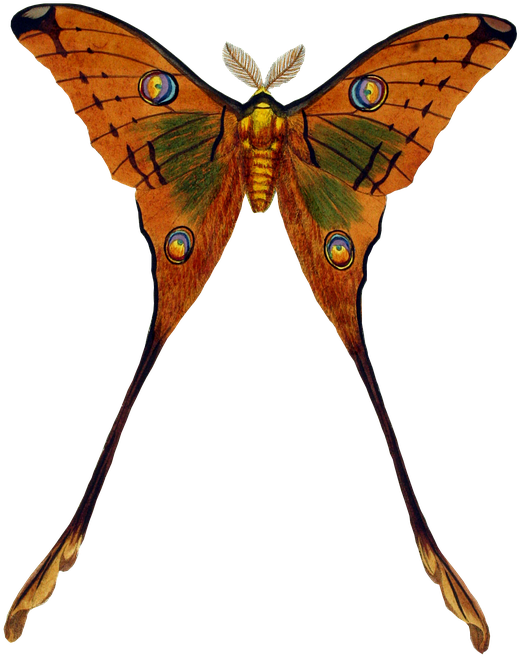 Schmetterling, Tier, Insekt, Falter, Freigestellt - Butterflies Png Colorful Real (579x720)