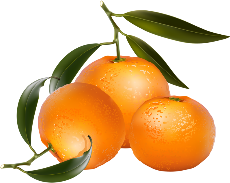 Clip Art Of Citrus Fruit - Citrus Clip Art (800x645)