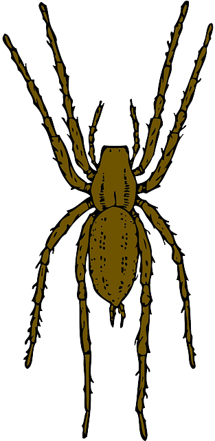 Cartoon, Spider, Bug, Insect, Spiders, Leap - Brown Spider Clipart (320x640)