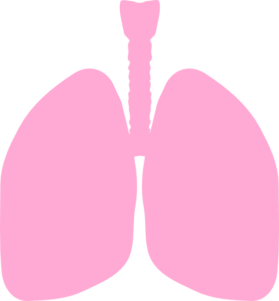 Lungs Clip Art At Clker - Clip Art Lungs (552x594)