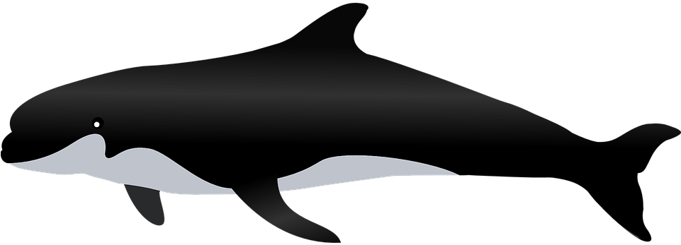 Whale Png - Cetacea (960x480)