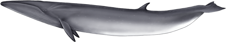 Whale Png - Cetacea (800x400)