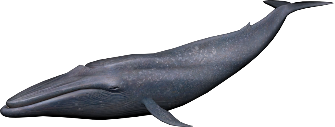 Whale Png - Blue Whale Png (1139x431)