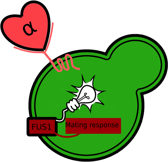 Schematic Overview Of The Fus1-egfp Reporter - Woodies - Baked With Love Stamp (set Of 6) We5008 By (733x695)