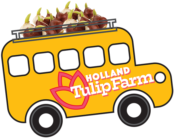 Free Tulip Bulbs For Your School - Bulb (633x500)