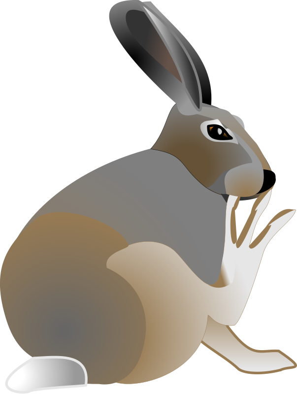 Rabbit Free Vector - Jack Rabbit Clipart (603x800)