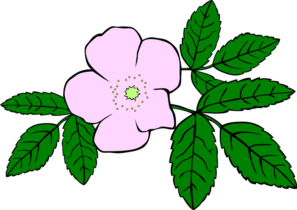 Purple Rose Clipart Gambar - Clip Art Wild Flower (1056x750)