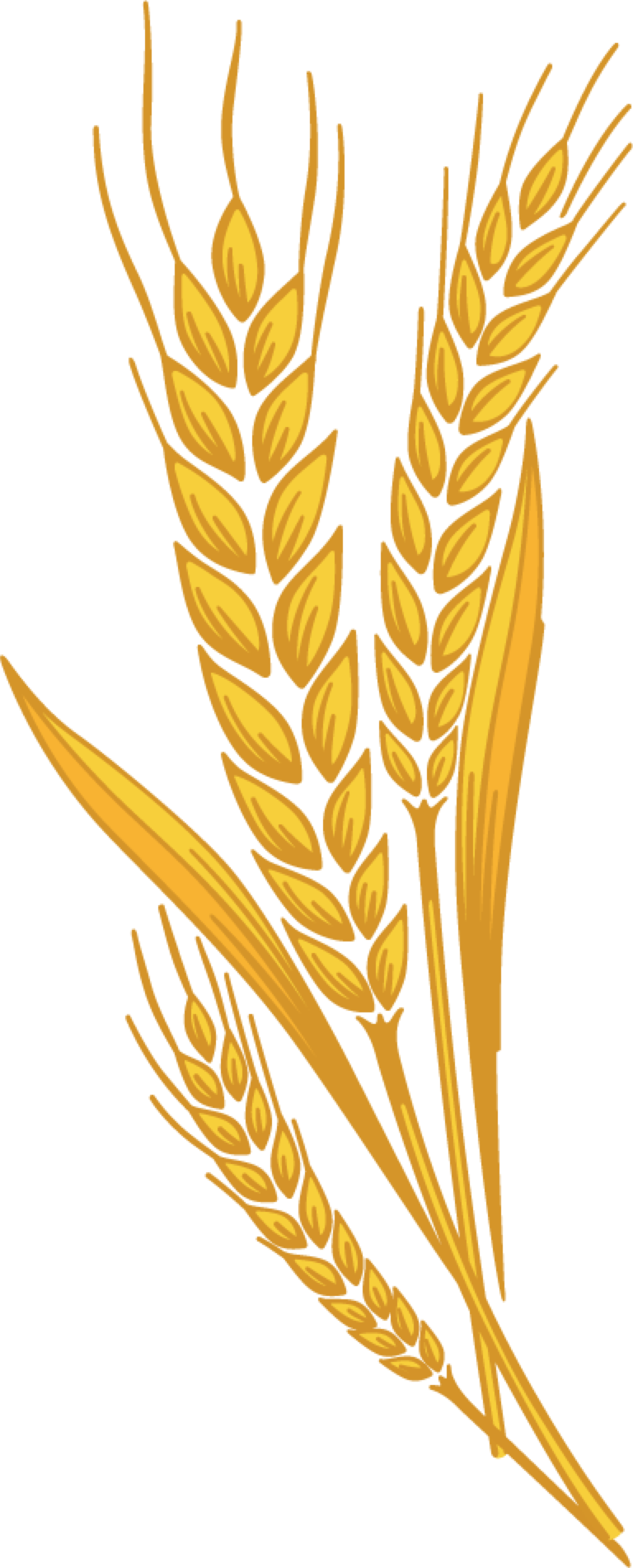Prairie Bran - Harvest Wheat Clipart (768x1902)