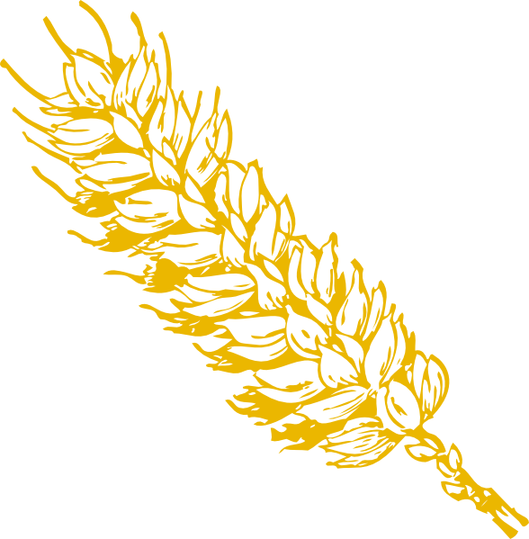 Wheat Clipart Padi - Wheat Clip Art (588x599)