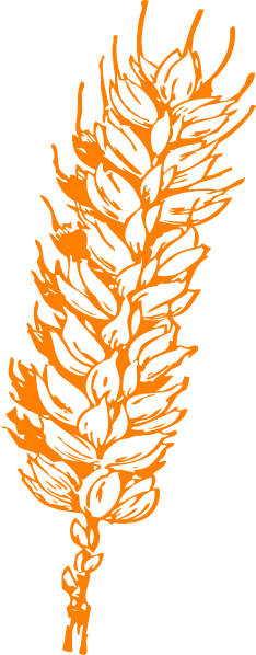 Wheat Clipart Gold - Wheat Clip Art (234x598)