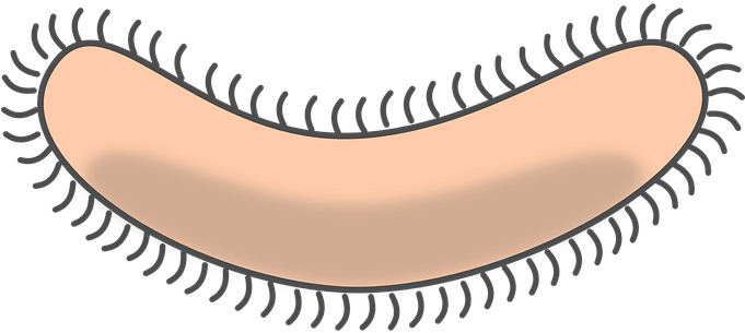 Bacteria Germ Pathogene Cell Bacteria Bact - Clip Art Of Bacteria (680x340)