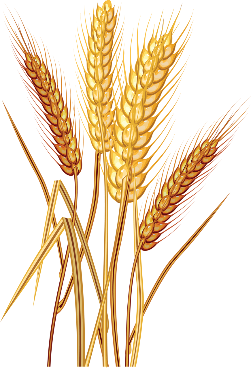 Wheat Clipart (871x1280)