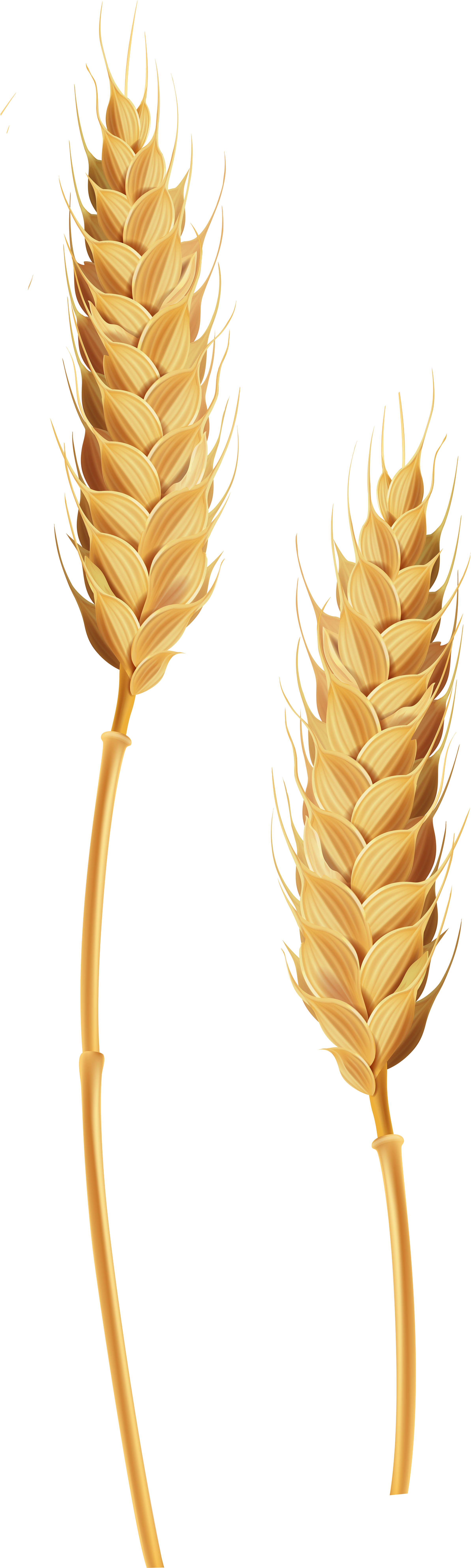 Wheat Stalks Transparent Clip Art Image - Wheat Transparent (2573x8000)