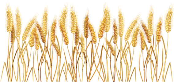 Wheat Clipart Border - Grain Vector Free Download (600x373)