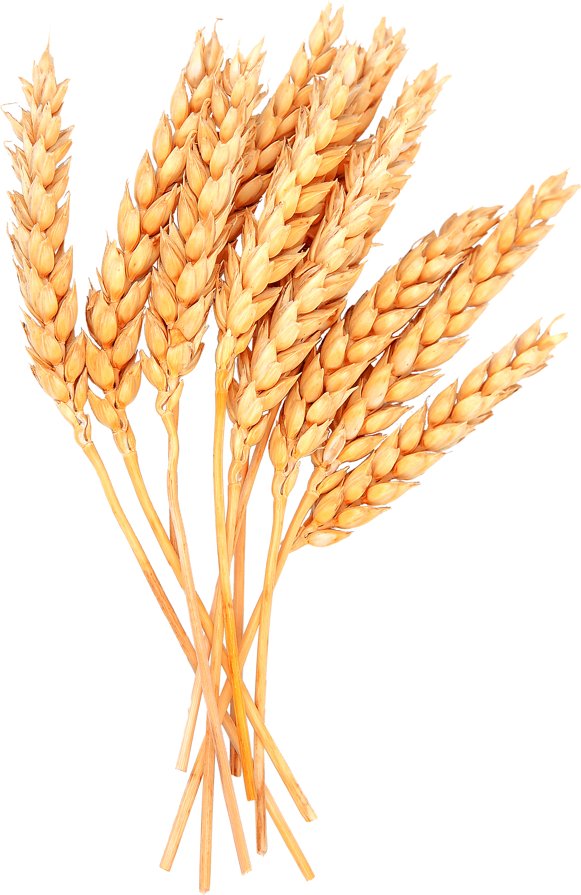 Grains Clipart Sheaf Wheat - Sheaves Of Wheat Clipart (2443x3410)