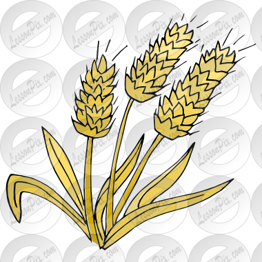 Wheat Picture - Wheat (380x380)