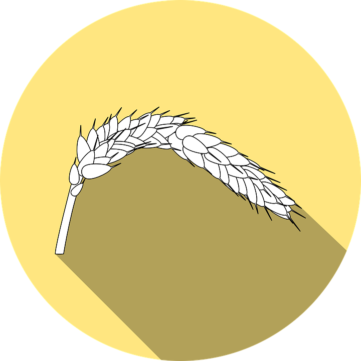 Wheat Vector 22, Buy Clip Art - Celiac Disease (720x720)