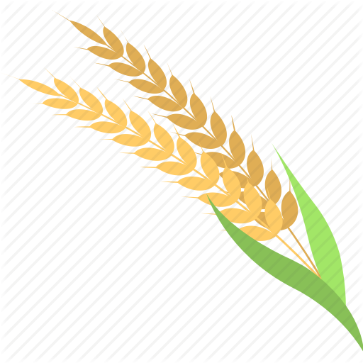 Wheat Icon Png (512x512)