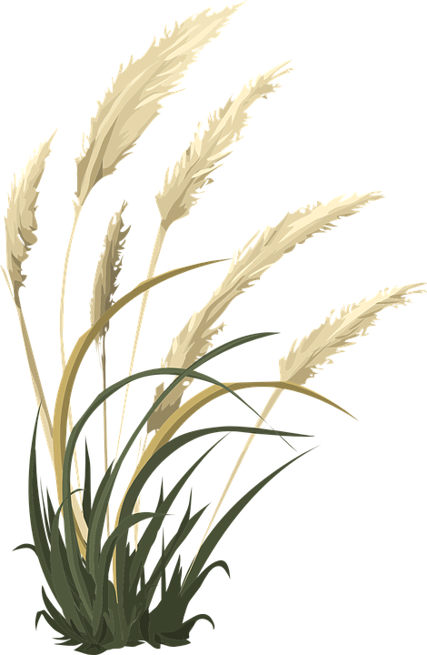 Free Wheat Vector 17, Buy Clip Art - Pampas Grass Transparent (470x720)
