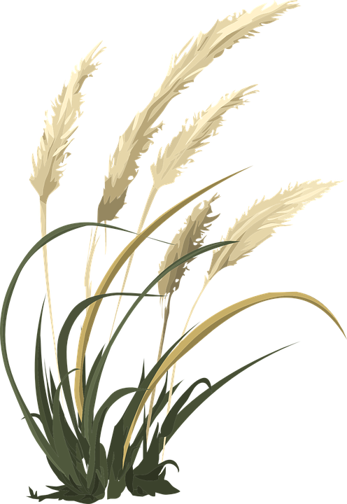 Wheat Cliparts 18, - Hoa Cỏ Lau Vector (496x720)