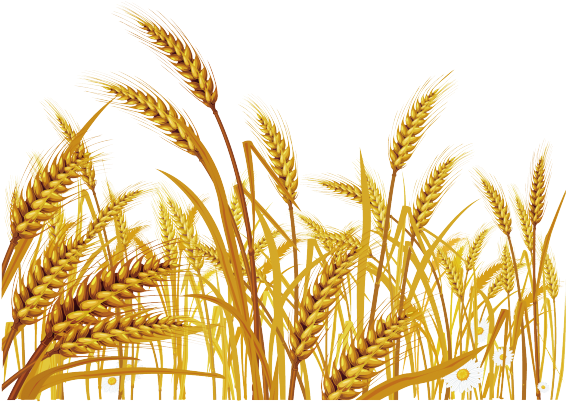 Malt Clipart Wheat Grass - Png Wheat (640x480)