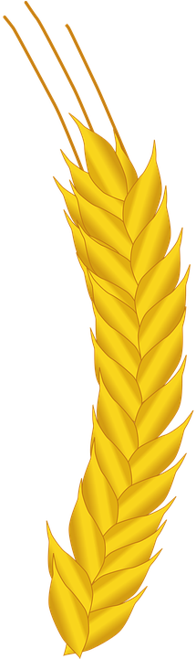 Wheat Vector Free 19, Buy Clip Art - Gandum Vector Png (360x720)