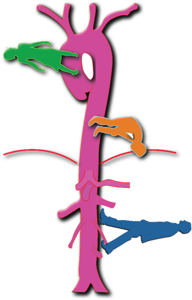 Discovering The Aorta Through Ultrasound - Giraffe (410x618)