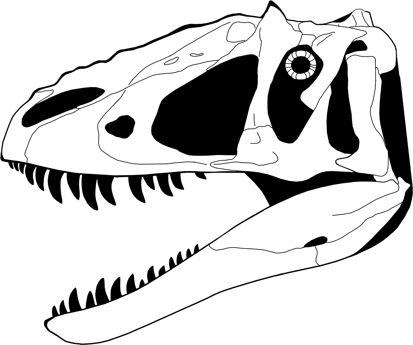 T Rex Skeleton Clipart - Dinosaur Skull Coloring Page (1400x1250)