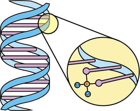 The Interaction Of The Active Part Of The Cisplatin - The Interaction Of The Active Part Of The Cisplatin (448x353)