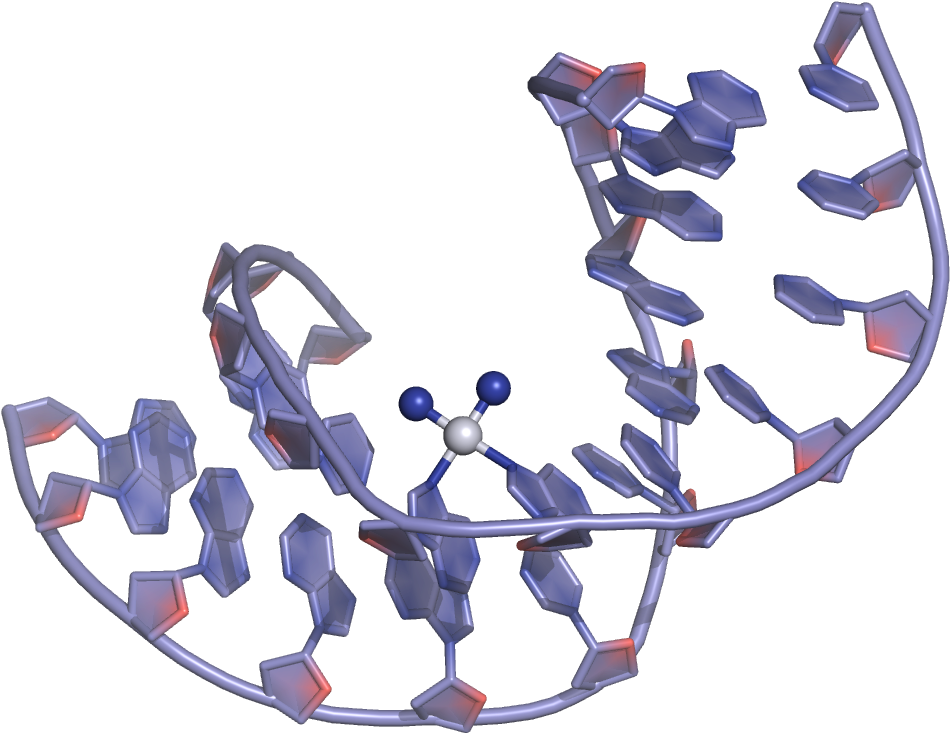 Cisplatin Dna Binding - Cisplatin Binding To Dna (1000x750)