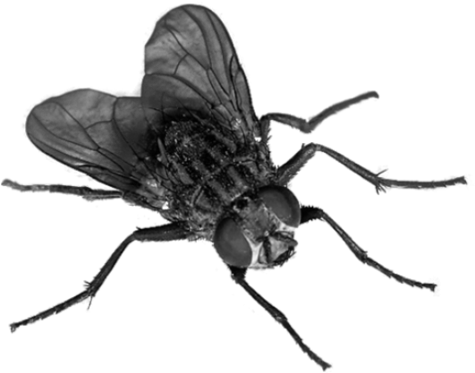 Fly Clipart Transparent - Flies Transparent (640x480)