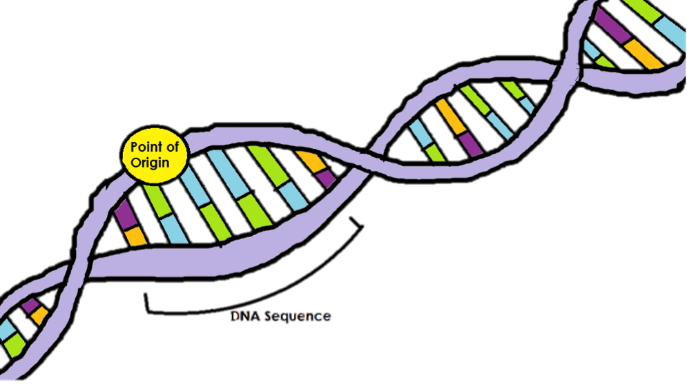 Point Of Origin Dna Replication (995x557)