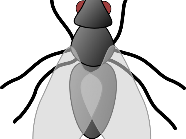 Fly Clipart - Free Images Of Flies (640x480)