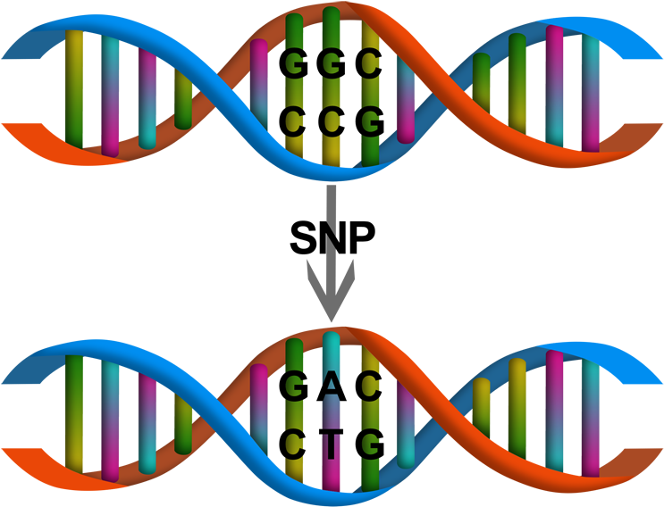 Dna Variations - Dna Variation (789x600)