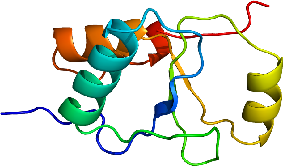 Xrcc3 Protein (965x586)