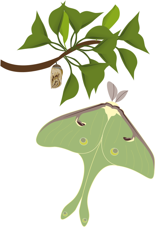 Utopia Free Papillon Lune - Clip Art (576x800)