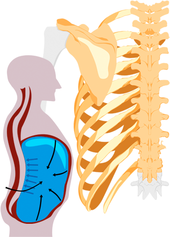 Integration Of Breathing With Spinal Stability - Illustration (355x497)