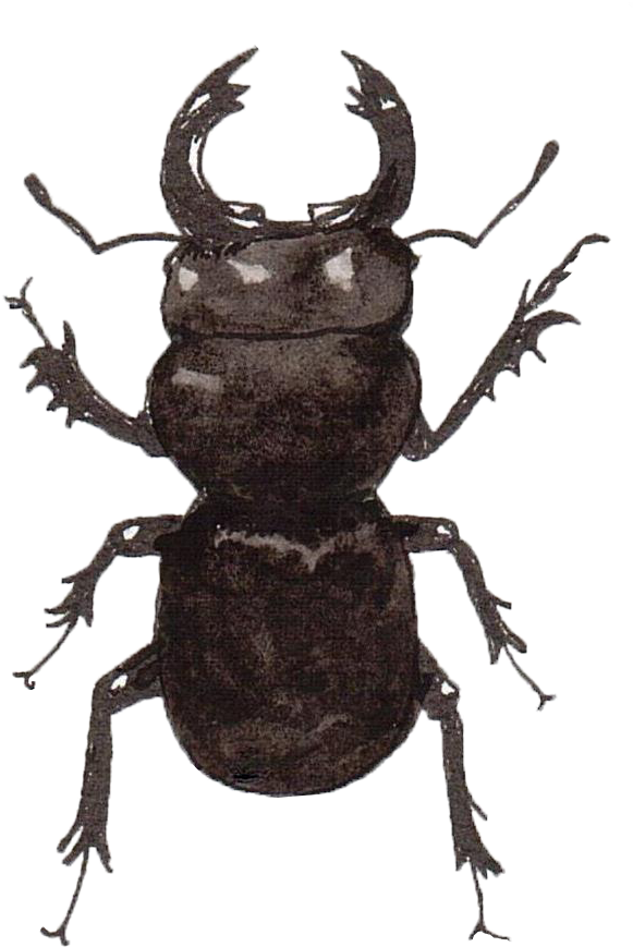 I Bet My Next Book After This One Will Have Dot Eyes - Dung Beetle (623x909)