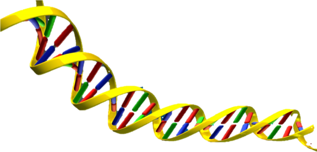 Dna Helix - Dna Double Helix Png (1024x612)