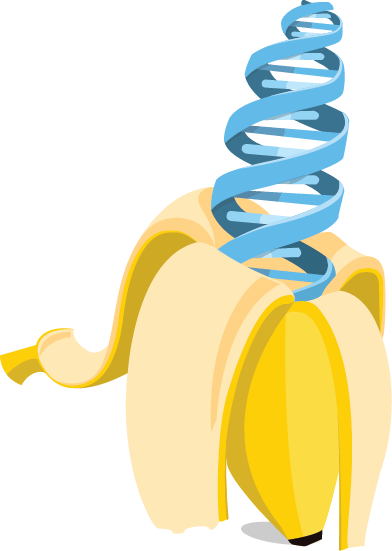 Banana - Extraction Of Dna From Banana (392x551)