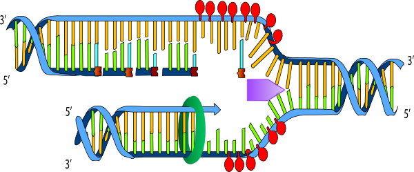 Ligase In Dna Replication Transparent (600x249)