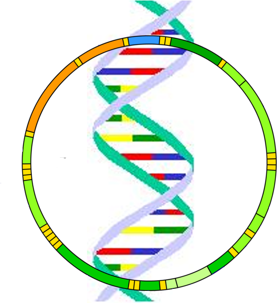 Mitochondrial Dna - Mitochondrial Dna Png (600x600)