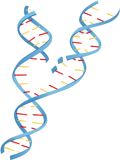 Dna Testing Louisiana - Heredity (403x525)