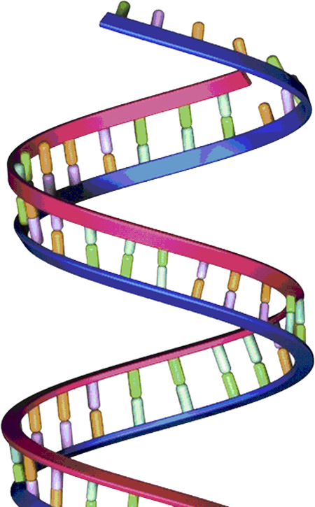 Dna Structure © Istock - Long Dna Strand (450x725)