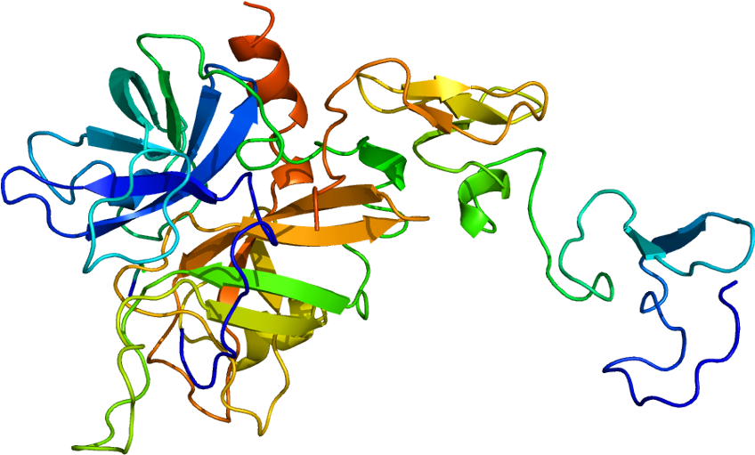 Human Activated Protein C (897x560)